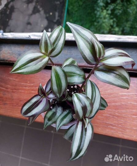 Традесканция зебрина