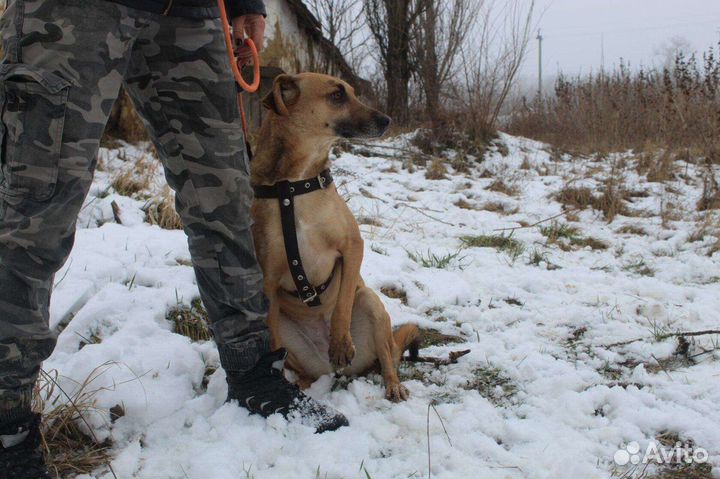 Собака Альфа в добрые руки