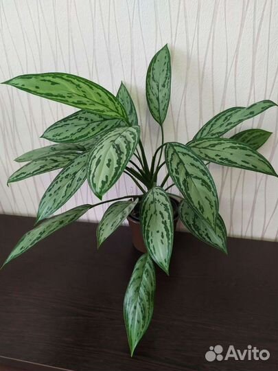 Аглаонема Сильвер Квин