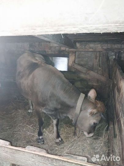 Корова(перекупов просьба не беспокоить