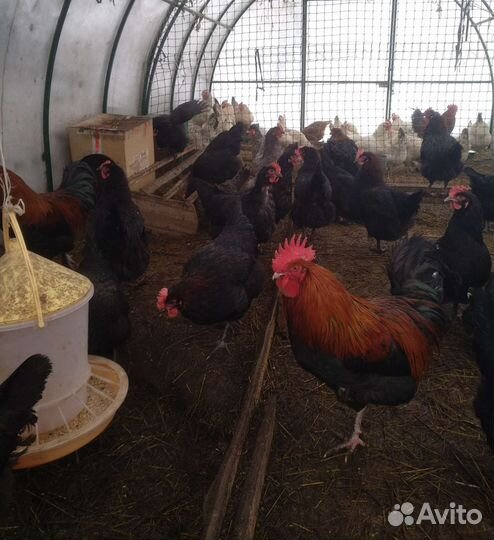 Яйцо Маран черно-медный и Амераукан Лаванда