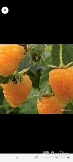 Саженцы желтой малины