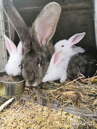 Кролики немецких пород