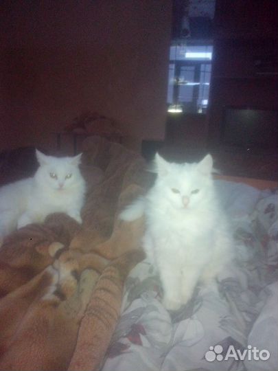 Передержка кошек