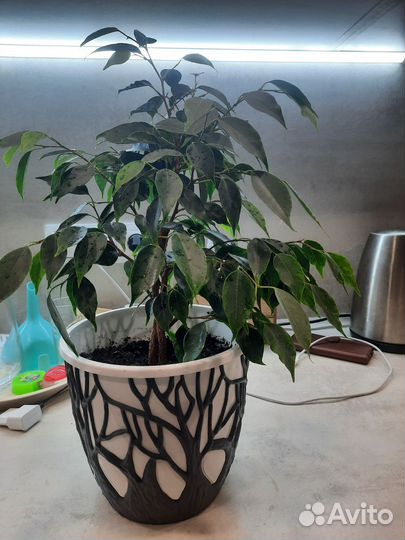 Фикус бенджамина