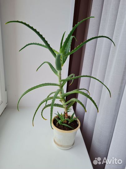 Алоэ лечебный