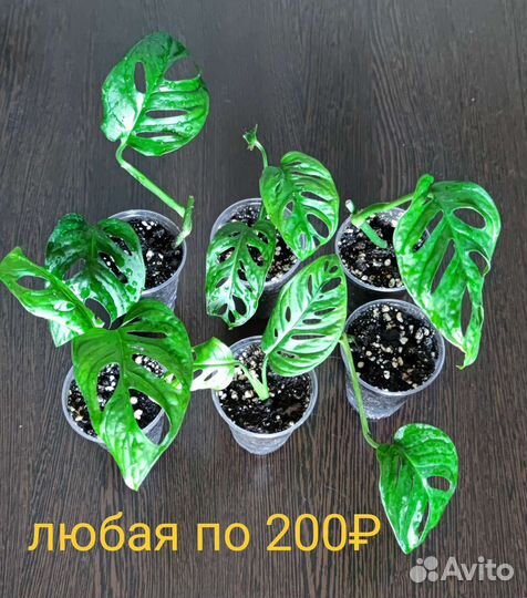 Монстера Манки Маск