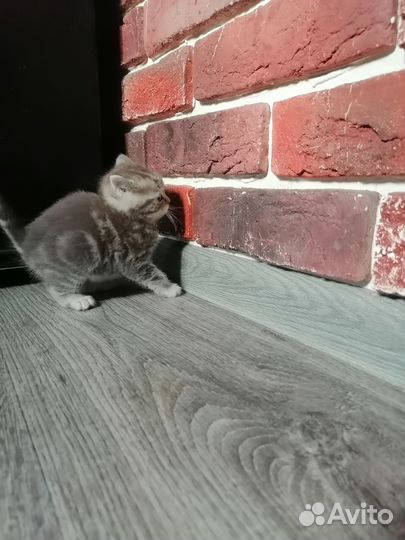 Британский котенок