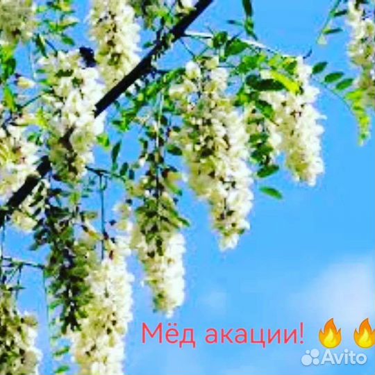 Мед 2023