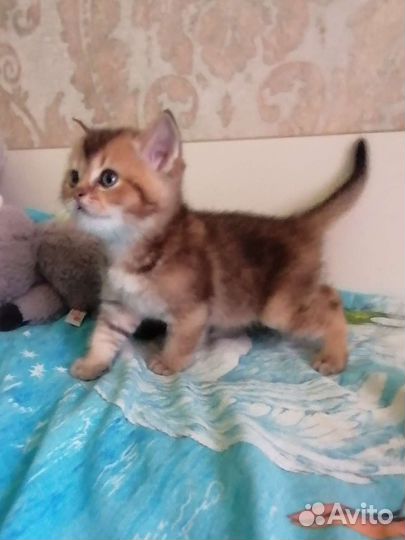 Шотландские вислоухие золотые мишутки