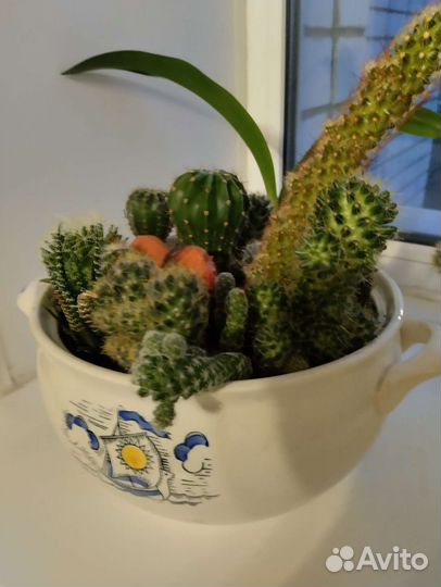 Кактусы и суккуленты