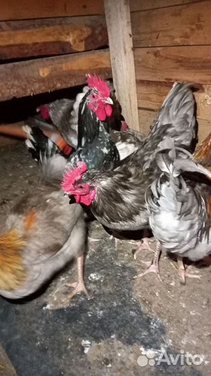 Молодые петухи