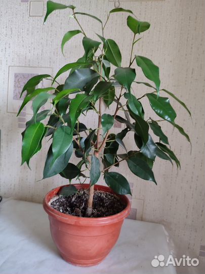 Фикусы Бенджамина
