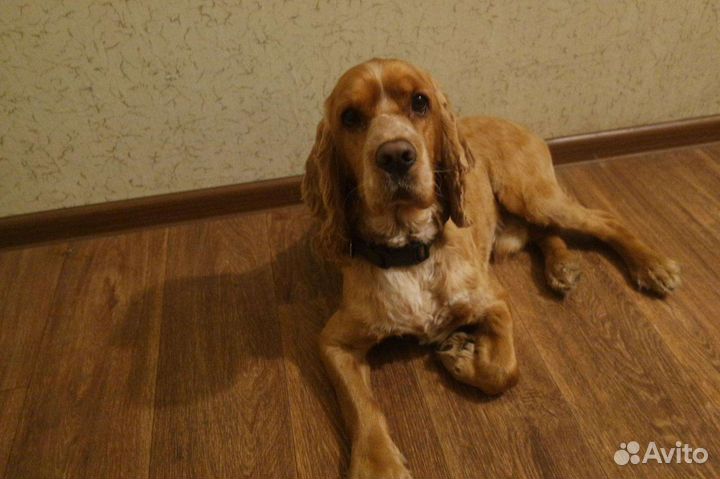 Спаниель на вязку