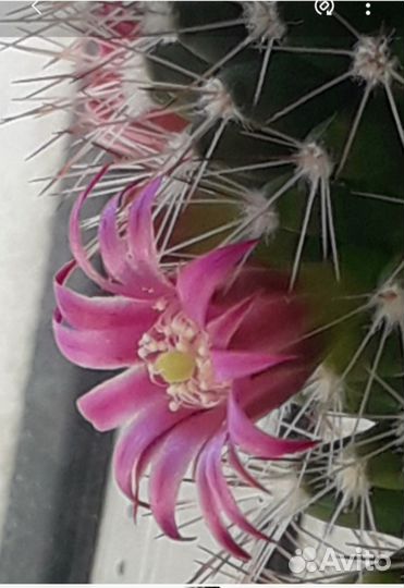 Кактусы и суккуленты