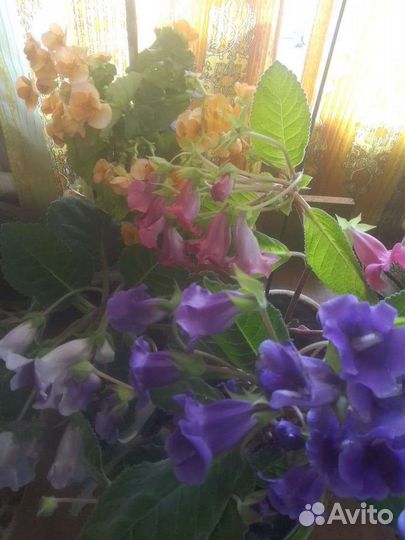 Замиокулькас, глоксиния