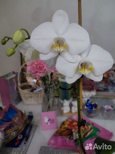 Орхидея фаленопсис белая