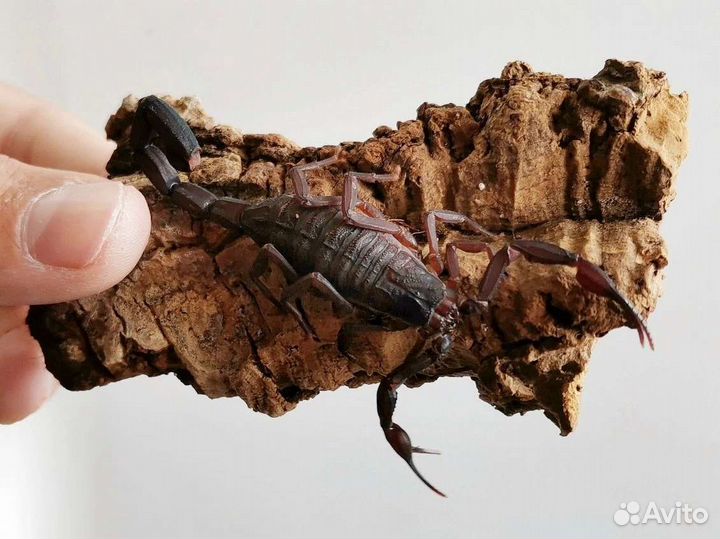 Скорпионы, пауки, сколопендры