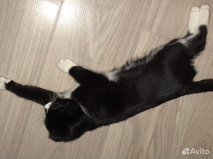 Котята шотландцы вислоухие