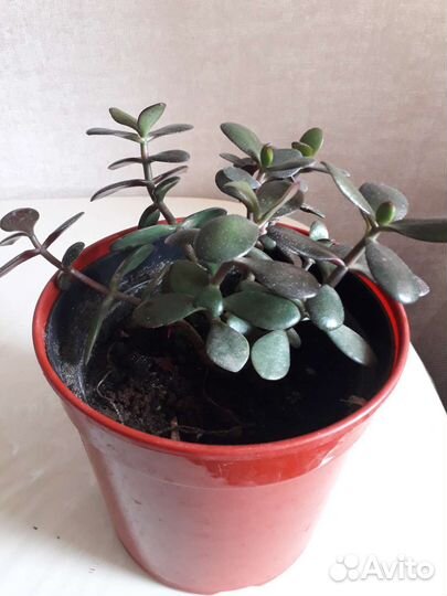 Толстянка , денежное дерево