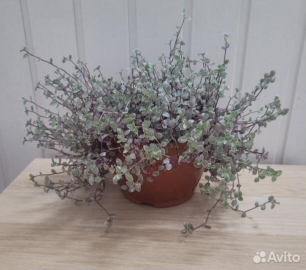 Каллизия розовая