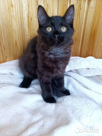 Котёнок 2.5 мес девочка