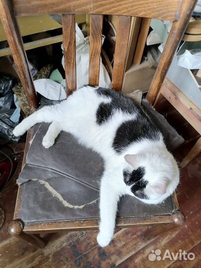 Воспитанный кот в добрые руки