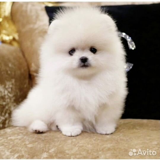 Мини и микро Белые Померанские Шпиц
