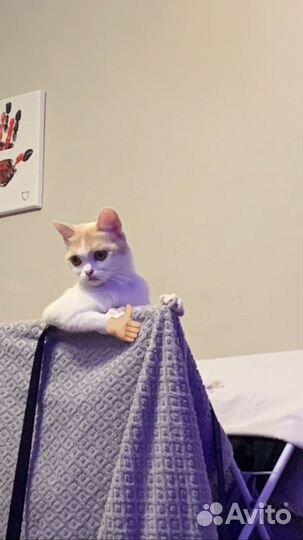 Кошки вислоухие