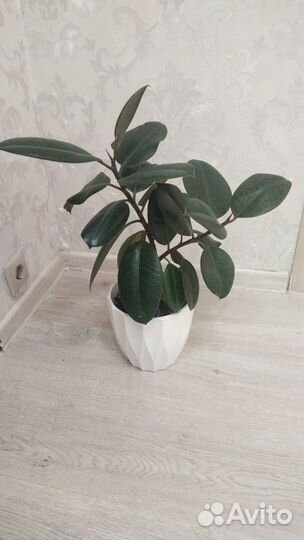 Домашние цветы