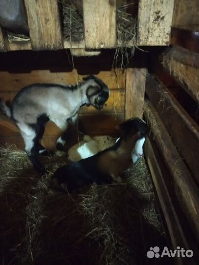 Козы дойные