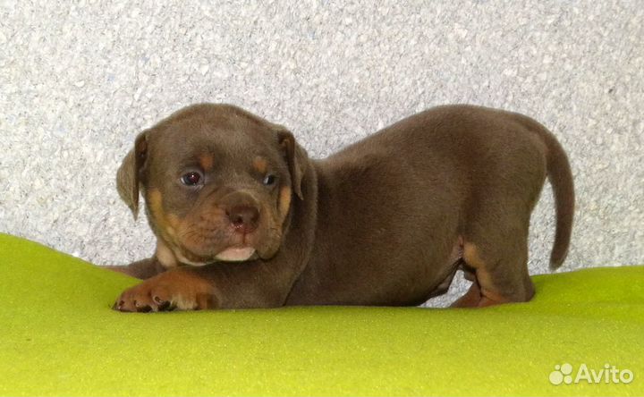 Американский булли стандарт