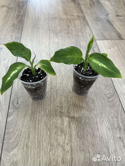 Диффенбахия