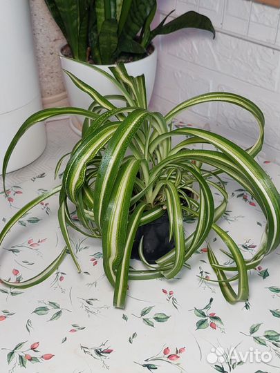 Хлорофитум кудрявый