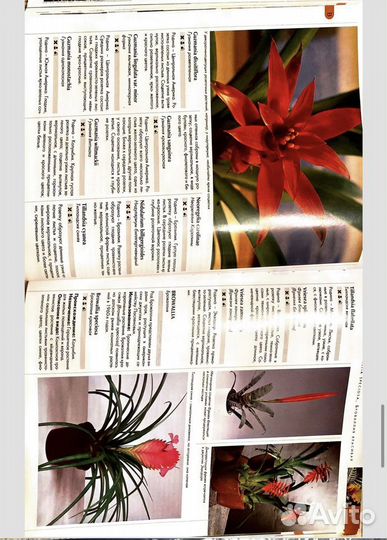 Комнатные растения