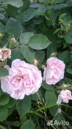 Роза,лилейник,хоста,люпин,мята