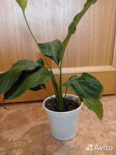 Спатифиллум