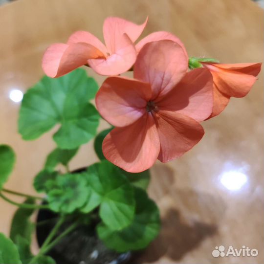 Пеларгония герань