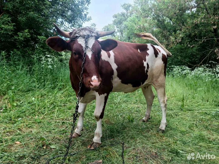 Телка стельная