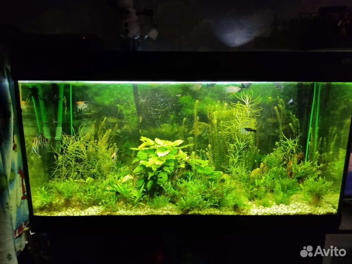 Аквариум с рыбками