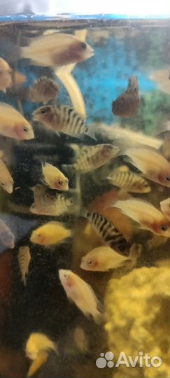 Цихлозома чернополосая, фламинго