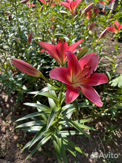 Цветы лилии