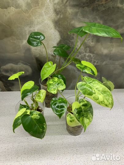 Филодендроны
