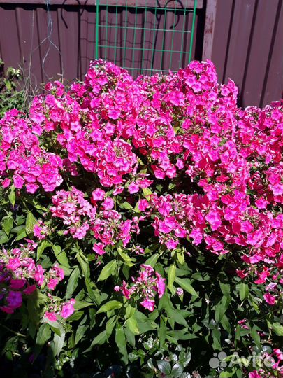 Флоксы, монарда, каллистегия