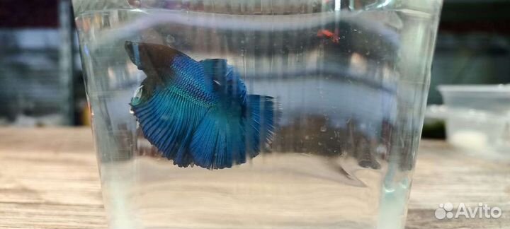Петушок рыбка в ассоpтимeнте