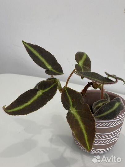 Бегонии сортовые