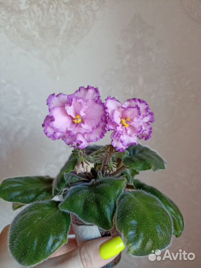 Сортовые фиалки