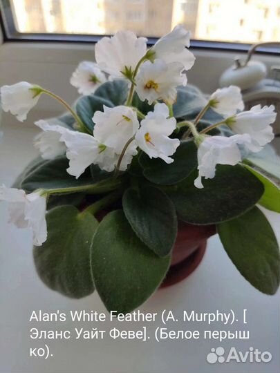 Фиалки Желтая роза и Белое перышко