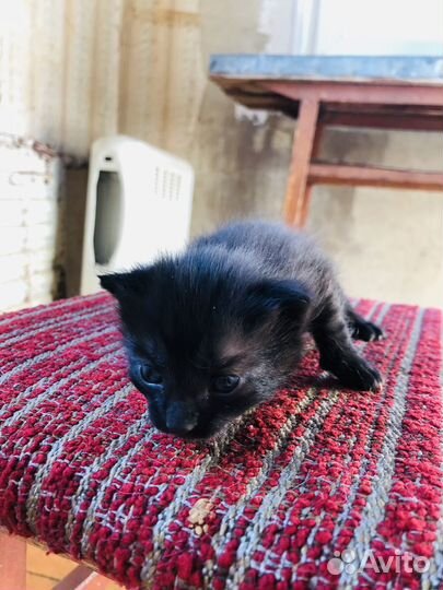 Девочка- ночка