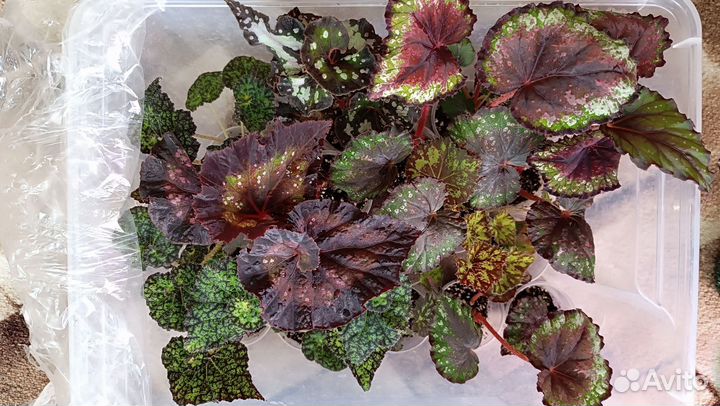 Бегония декоративно лиственная